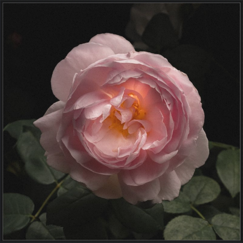 Illuminated Pink Rose