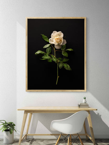 Single White Rose