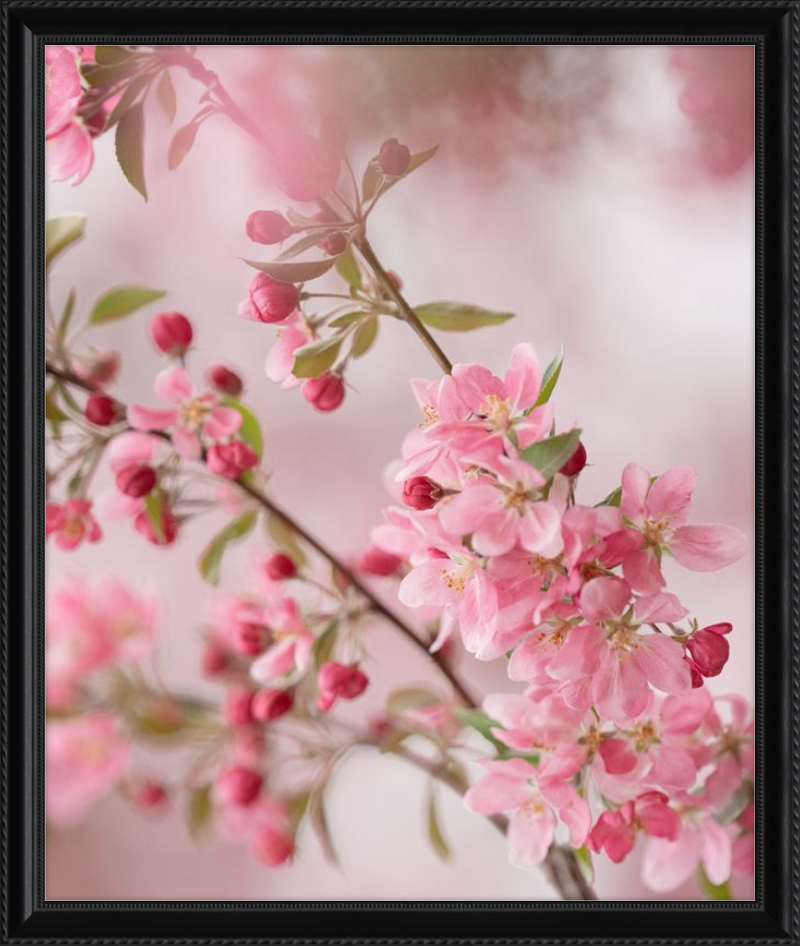 Pink Cherry Blossoms in Spring