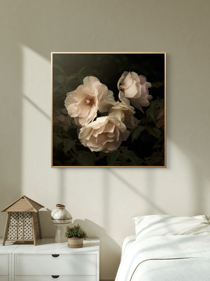 Aging Iceberg Roses