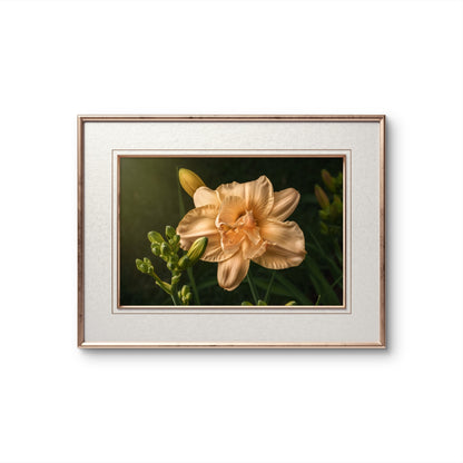 Peach Daylily and Buds