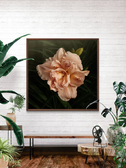 Beautiful Peach Double Daylily