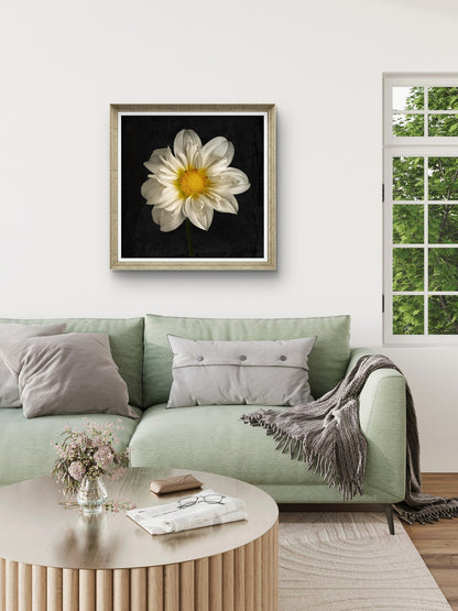 Cherubino Dahlia Portrait