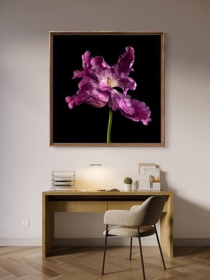 Frilly Purple Parrot Tulip Fine Art Square Unframed Print