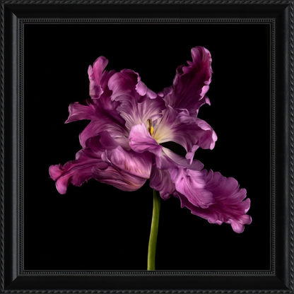 Elegant Purple Tulip Flower