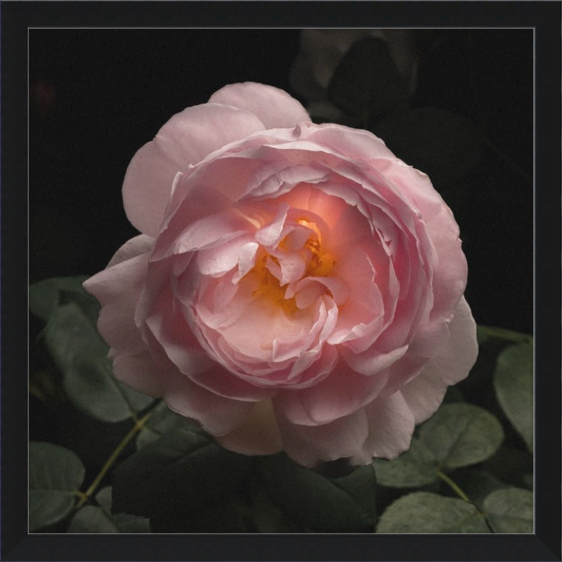 Illuminated Pink Rose