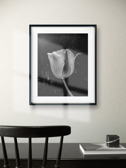 Black and White Tulip with Water Droplets