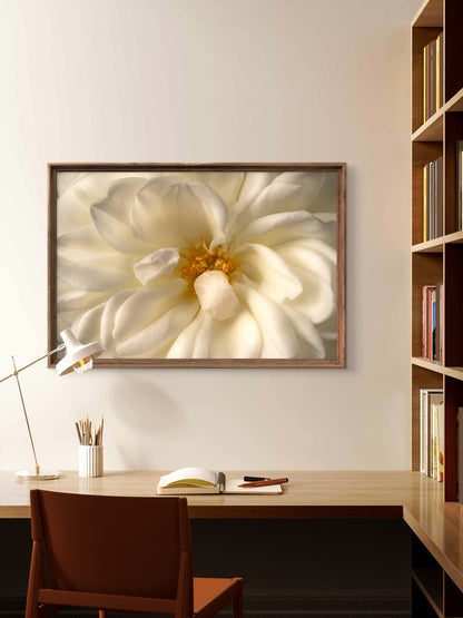 Close View White Rose