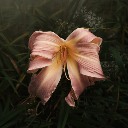 Bow Daylily