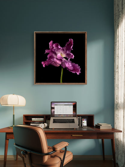 Frilly Purple Parrot Tulip Fine Art Square Unframed Print