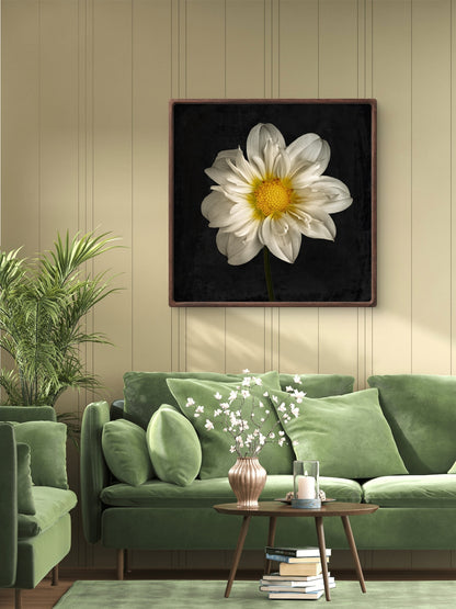 Cherubino Dahlia Portrait