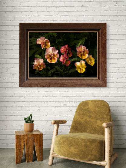 Colorful Pansies