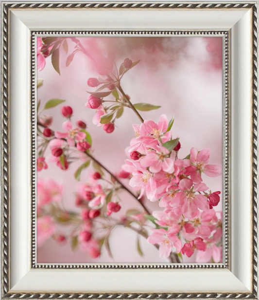 Pink Cherry Blossoms in Spring
