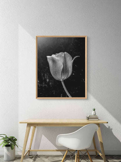 Black and White Tulip with Water Droplets