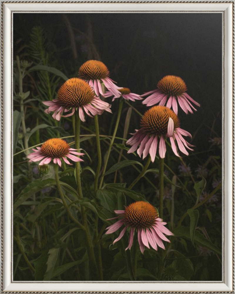 The Wayward Petal Echinacea Blooms by Caroline Jensen