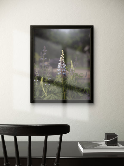 Spring Lupines