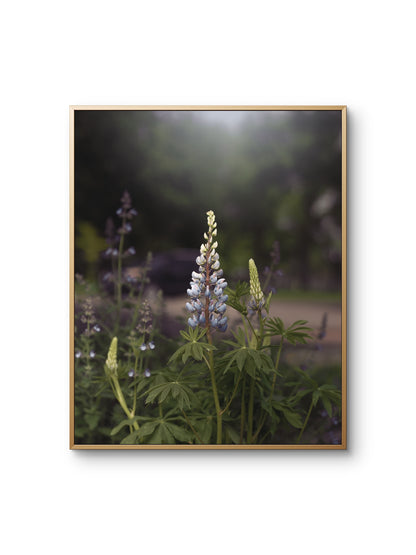 Spring Lupines