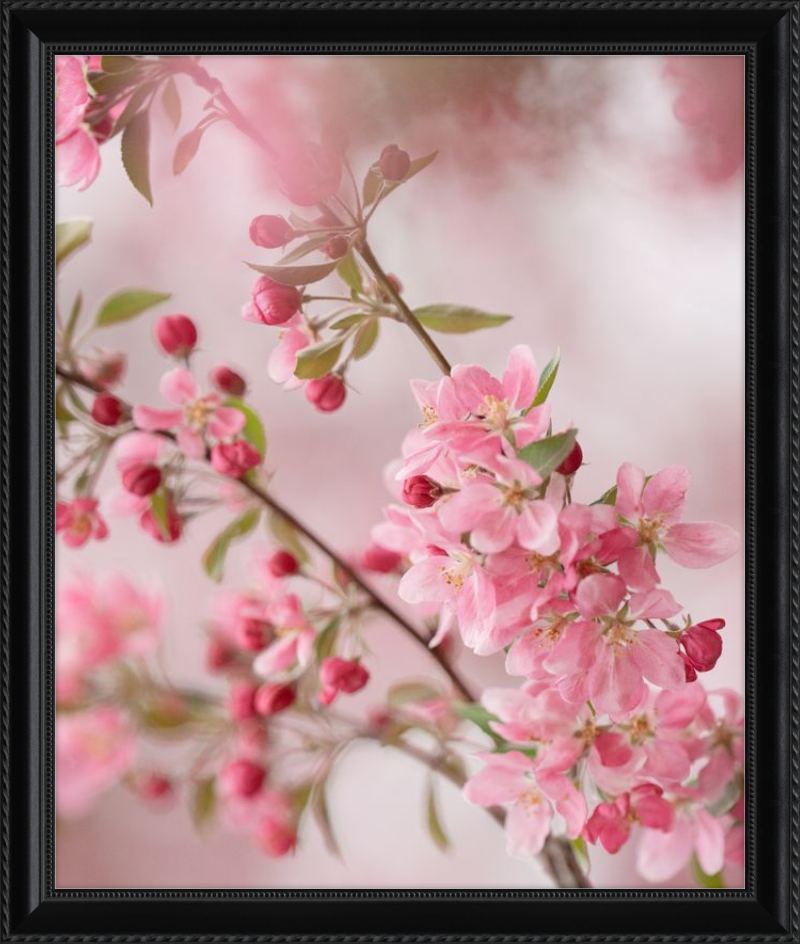 Pink Cherry Blossoms in Spring