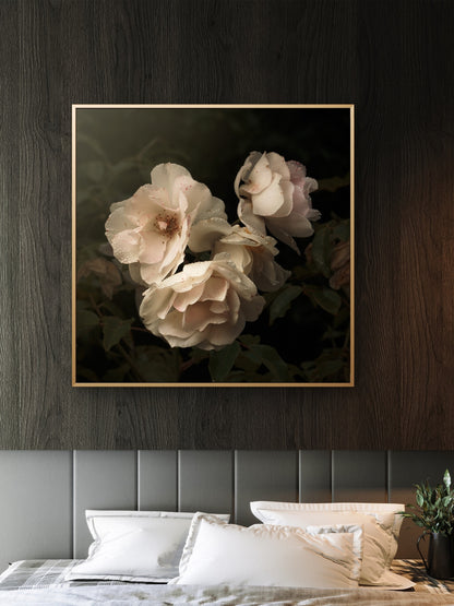 Aging Iceberg Roses