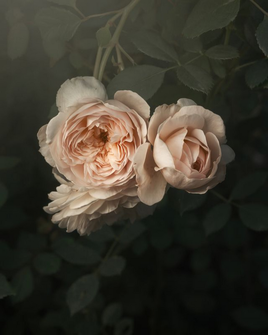 Blush English Roses