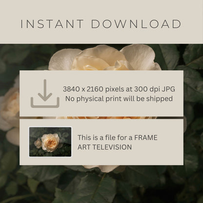 Ethereal Rose - Frame TV