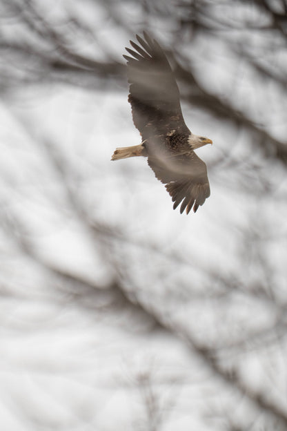 Eagle Flying Through Winter Trees