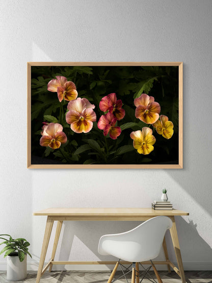 Colorful Pansies