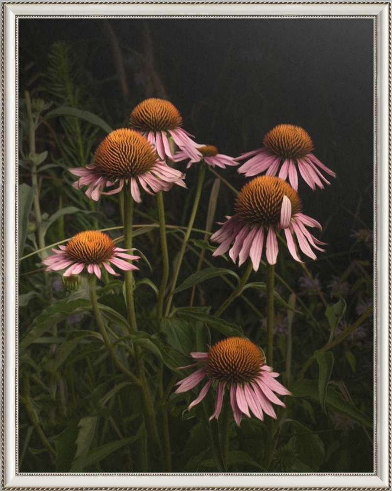 The Wayward Petal Echinacea Blooms by Caroline Jensen