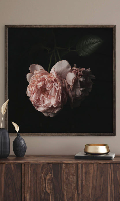 Moody Wilted Pink Roses - Download