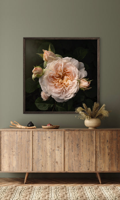 Blush Ivory Rose with Four Buds - Download