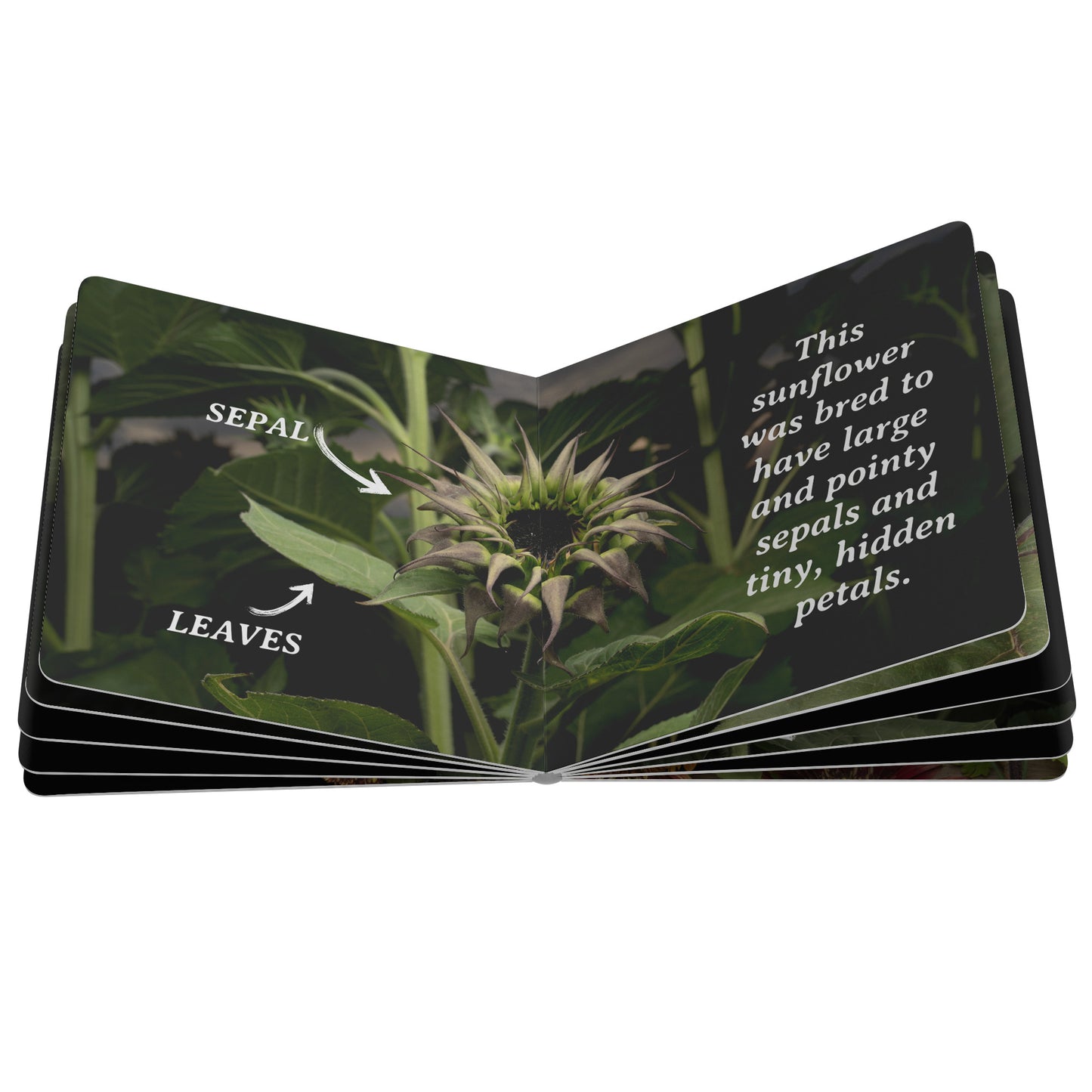 My First Book of Sunflowers, Board Book by Caroline Jensen