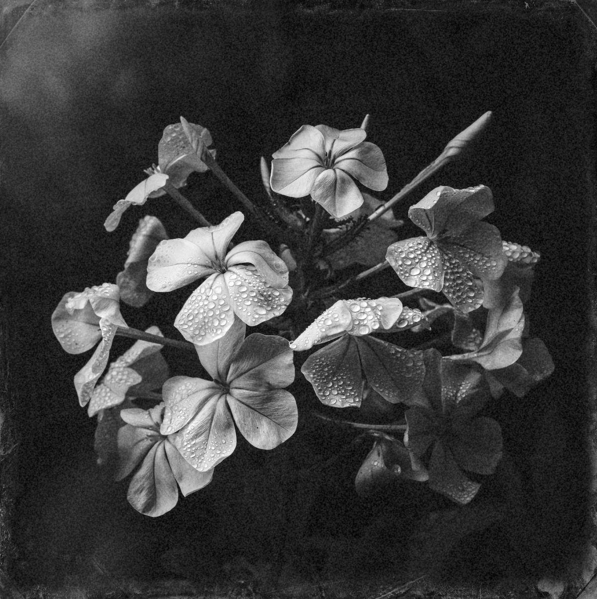 Sky Flowers – Floral Grove