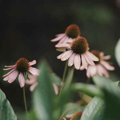 Echinacea in the Garden Printable