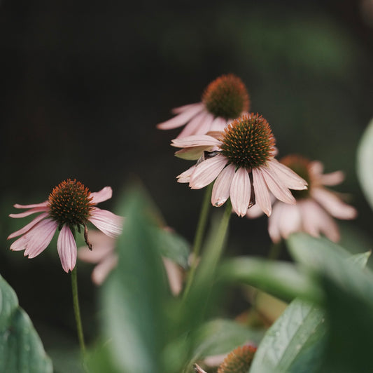 Echinacea in the Garden Printable