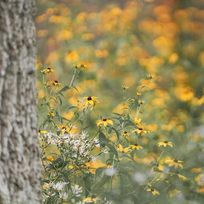 Triloba Rudbeckia in the Forest Printable