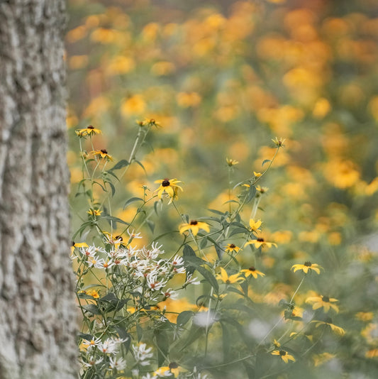 Triloba Rudbeckia in the Forest Printable