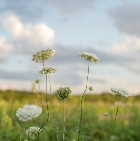 Dreamy Queen Anne's Lace Printable
