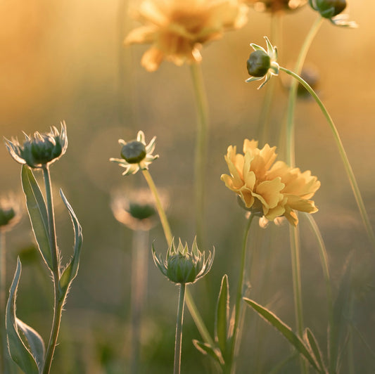 Dreamy Coreopsis Printable