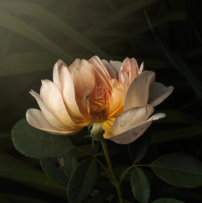 The Half Rose (Download)