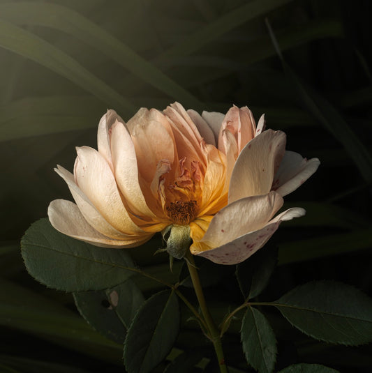 The Half Rose (Download)