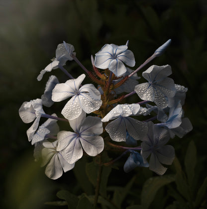 Pale Blue & Water Droplets (Download)