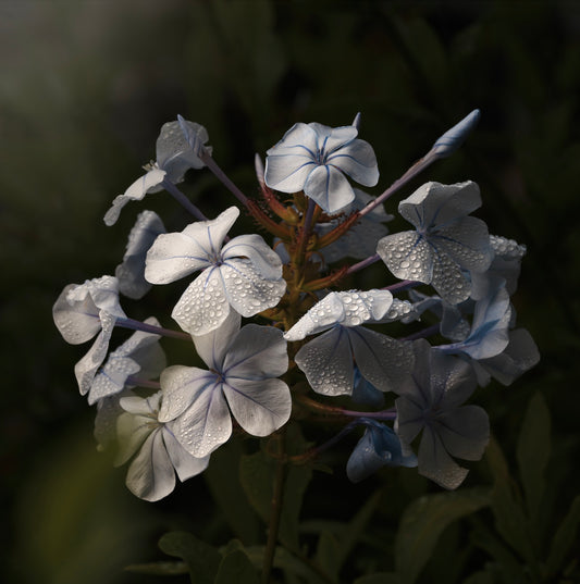 Pale Blue & Water Droplets (Download)