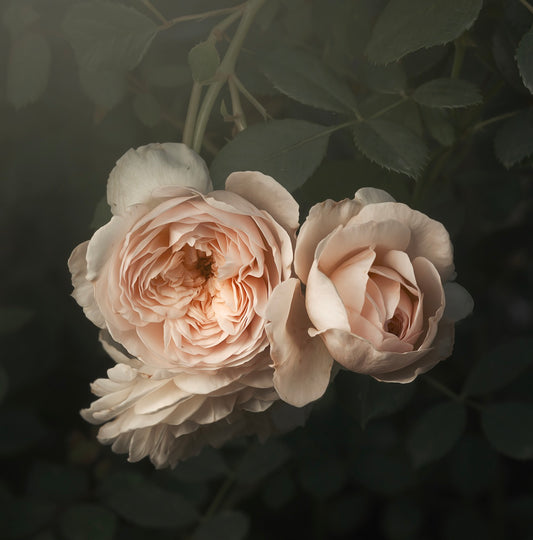 Pale Pink Roses (Download)