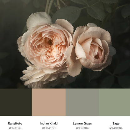 Pale Pink Roses (Download)