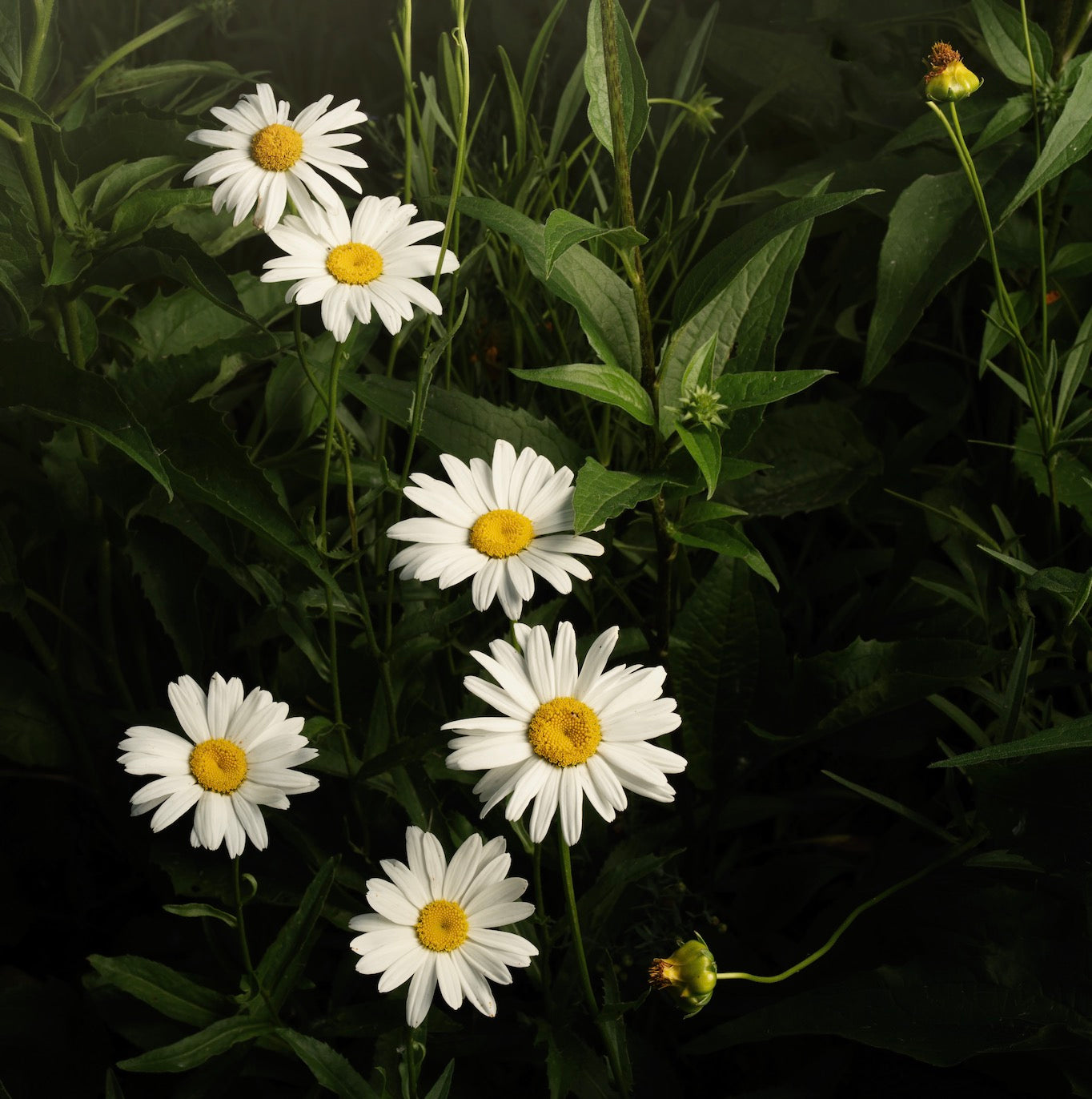 Daisy Cascade (Download)