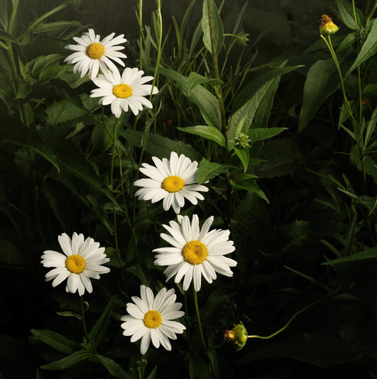 Daisy Cascade (Download)
