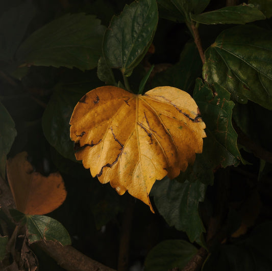 Heart Leaf (Download)