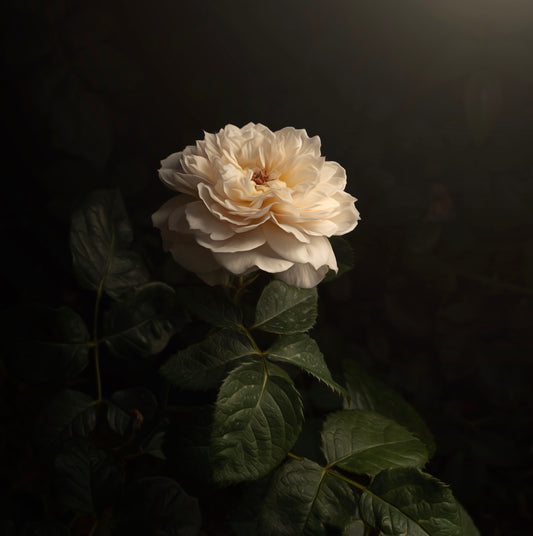 Creamy White Rose (Download)