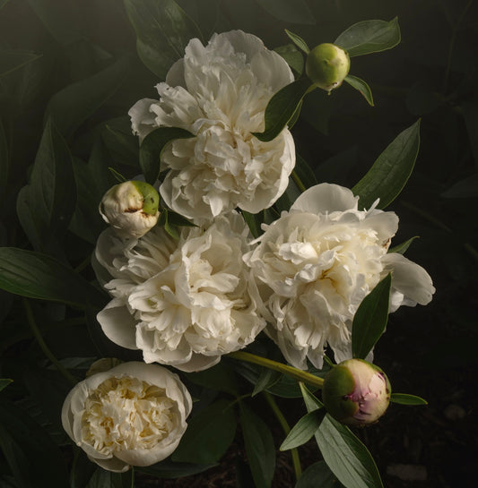 White Peonies Square Print - Download