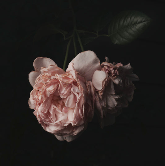 Moody Wilted Pink Roses - Download